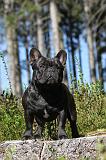 BOULEDOGUE FRANCAIS 247